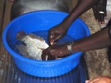 Removing the scales of fish being prepared for canning.  Bor, South Sudan