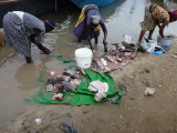South Sudan - Rinsing lungfish chunks in the White Nile, Bor Harbor, South Sudan