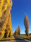 Oberon, NSW yellow trees