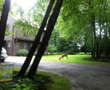 Mom's front yard