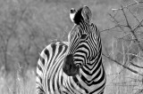 B&W Zebra