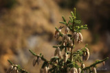 Bec-crois des sapins