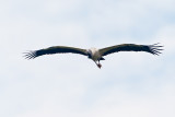 Woodstork