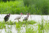 White Ibis