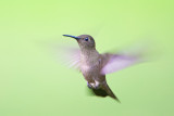 Sombre Hummingbird