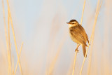 Sedge Warbler