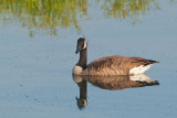 Canada Goose