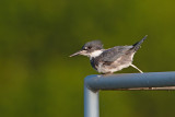 Belted Kingfisher