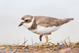 Semipalmated Plover