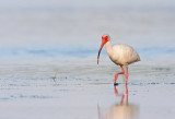 White Ibis