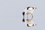 Pied Avocet