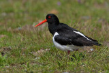 Oystercatcher