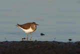 Green Sandpiper