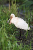 Eurasian Spoonbill