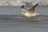 Herring Gull