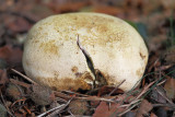 Common Earthball