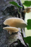 Oyster mushroom