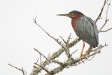 Green Heron