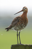 Black-tailed Godwit