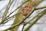 Eurasian Wren