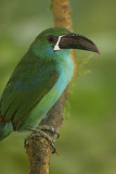 Crimson-rumped Toucanet