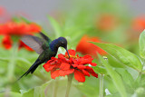 Swallow-tailed Hummingbird