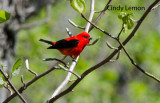 Tanagers, Towhees, Sparrows, Juncos of Southeastern US