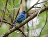 Indigo Bunting