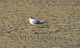 Least Tern