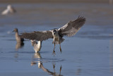 Night Heron