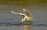 Little Egret