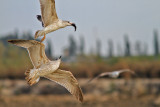 Gulls