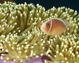scuba