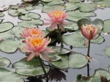 More water lilies