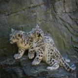 Two of the cubs