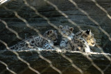 Snow Leopard