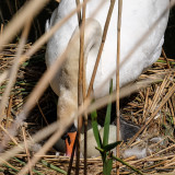 Another visit to the Swans nest