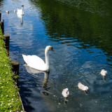 5 Eggs & 5 cygnets