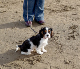 Enjoying the beach?