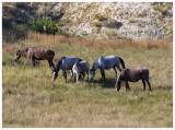 Teddy Roosevelt National Park