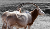 Antelope Arch