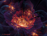 Fleur de nuit - Night flower