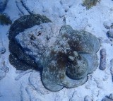 OCTOPUS - Caribbean Reef Octopus - Sekat