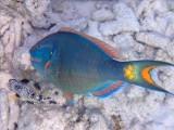 PRINSES PAPEGAAIVIS - Princess Parrotfish - Gutu rabu di gai (machu) i Gutu raton (muhė)