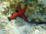 Red starfish -P9190167.jpg