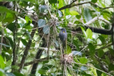 Guadalcanal Honeyeater (Guadalcanaria inexpectata)