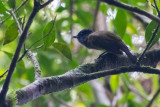 Guadalcanal Hooded Whistler ( 	Pachycephala implicata)