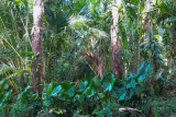 Swamp forest with sago palms and swamp taro (Cyrtosperma chamissonis