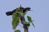 White-billed Crow (Corvus woodfordi)