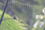 Black-headed Myzomela (Myzomela melanocephala)